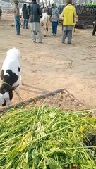 Today rates update buffalocalves at khanewal cow Mandi 2023