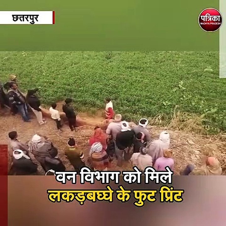 आधी रात को भेंड़ो पर लकड़बग्घे का हमला