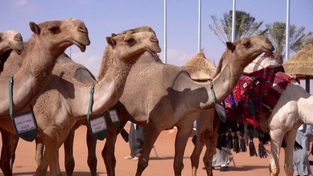 The King Abdulaziz Camel Festival Fetches Millions of Dollars in Auction