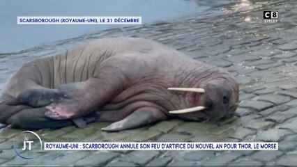 Le journal : Royaume-Uni : Scarborough annule son feu d'artifice du nouvel an pour Thor, le morse