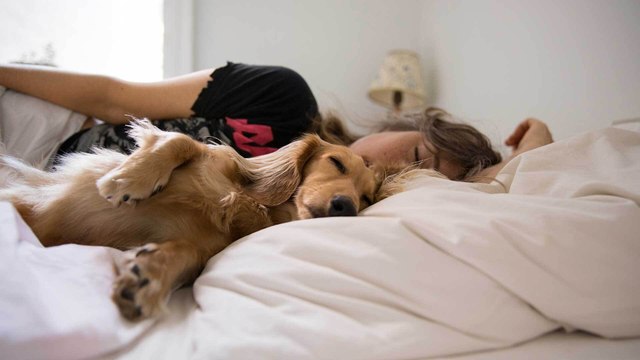 Hund schläft im Bett: Warum das (k)eine gute Idee ist