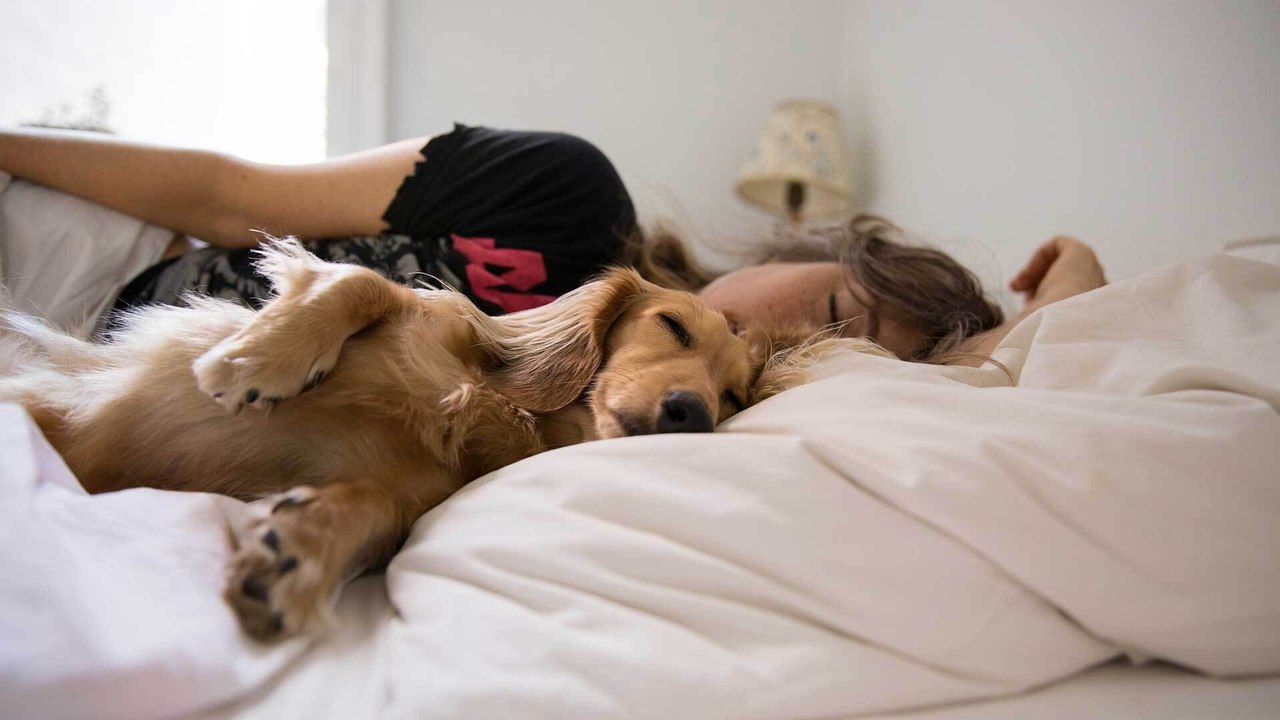 Hund schläft im Bett: Warum das (k)eine gute Idee ist