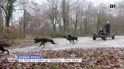Le banc d'essai : J'ai testé le chien de traîneau... sans neige !