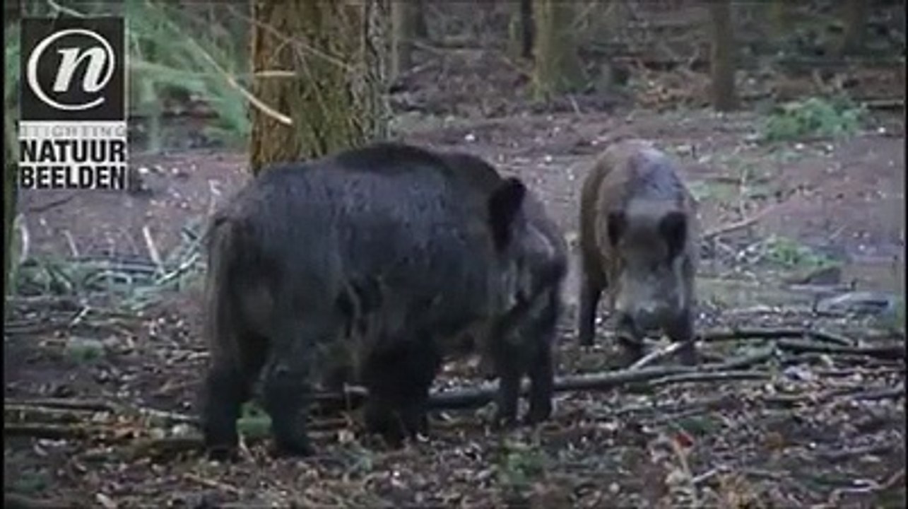 Domuzların çiftleşme zamanı