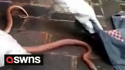 Moment 3ft SNAKE is caught after it slithered up drainpipe in UK town centre