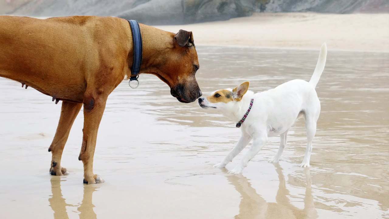 Darum leben kleine Hunde länger!