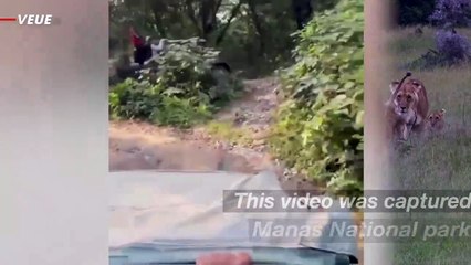 Must See! Giant Rhino Chases Jeep Full of Safari Riders