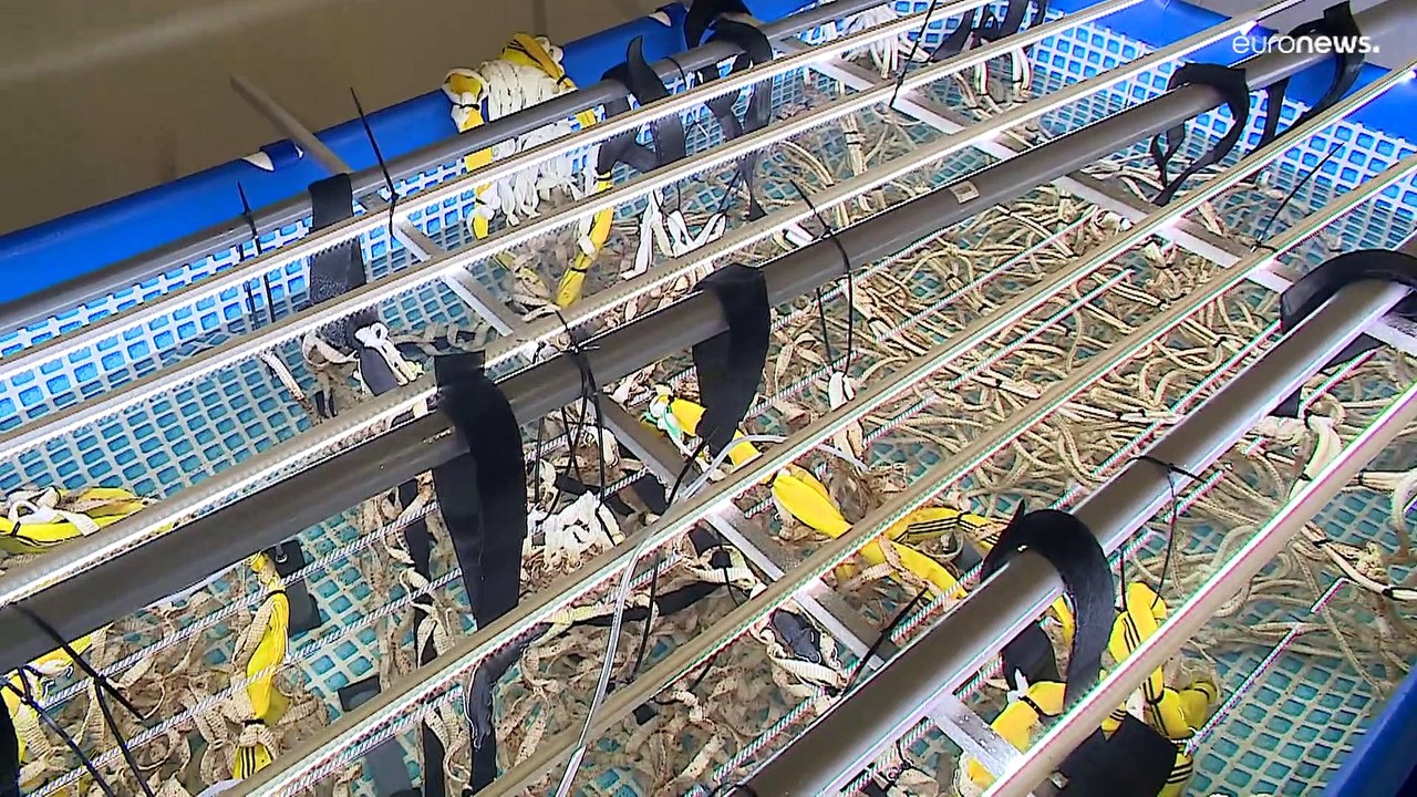 Speiseplan: Algenzucht in der Nordsee