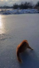 Cat Takes off With Ice Fisherman's Catch