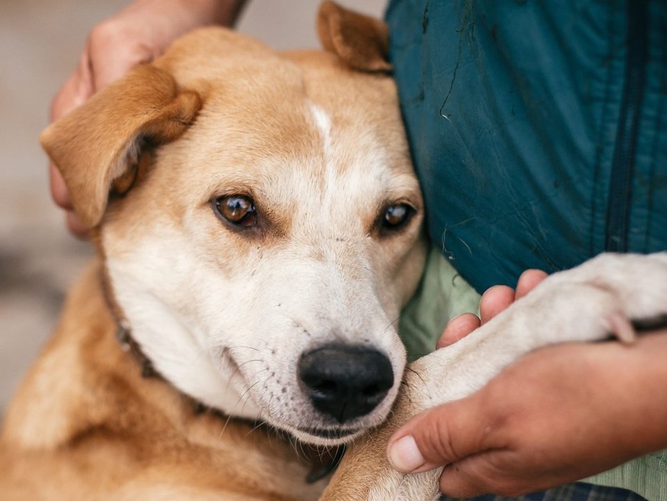 Ausgesetztes Tier gefunden: Das solltest du jetzt auf keinen Fall tun