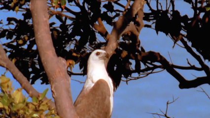 King Eagle Hunting Snake To Feeding Eagle Babies