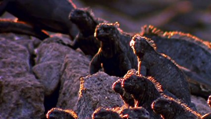 How Hawk Hunting Giant Iguana- Animal Fights