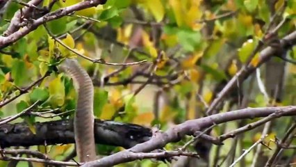 Why King Eagle Hunting Snake Hard