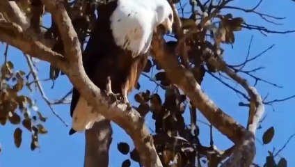 Can Small Seagull Escape From King Eagle Hunting (2)