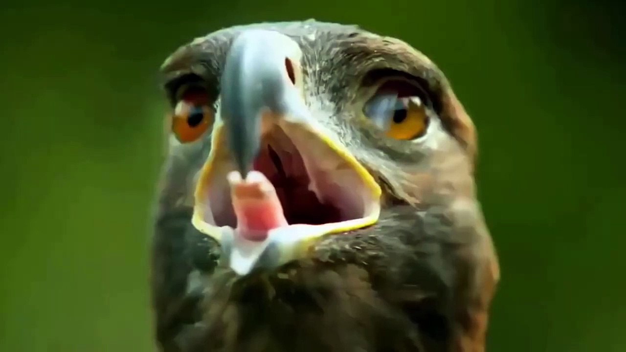 Can Eagle Attack And Eat A Giant Kangaroo (2)