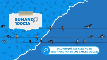 36 ¿POR QUÉ LAS AVES NO SE ELECTROCUTAN EN LOS CABLES DE LUZ?