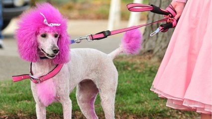 Concerned owner takes her dog to the vet and gets a flabbergasting diagnosis