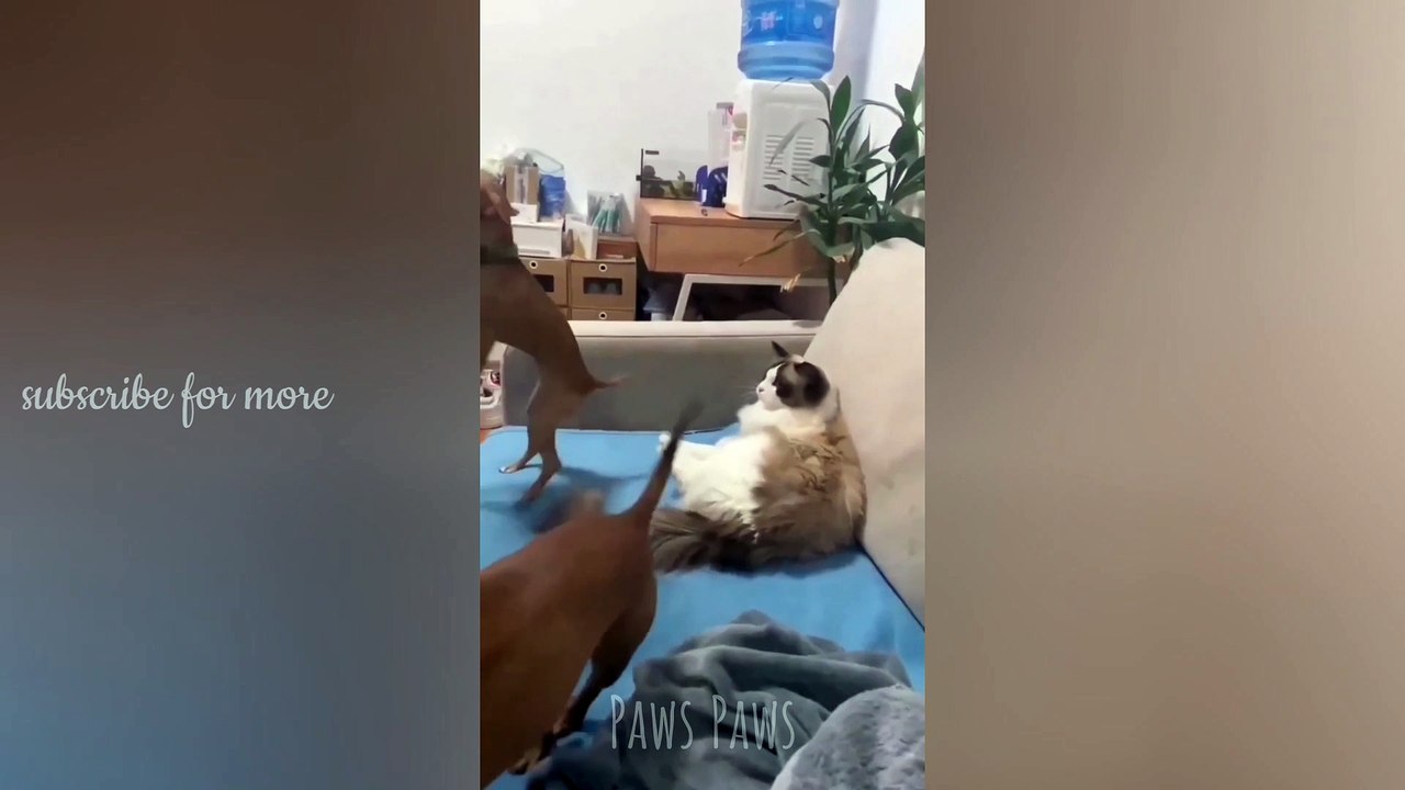Funniest and Cutest Cats and Dogs | Best  video of 2023