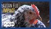 Avian Flu impacts farms nationwide, millions of birds dead