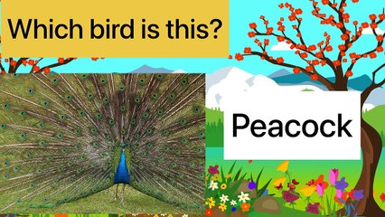 Birds name with pictures and spellings