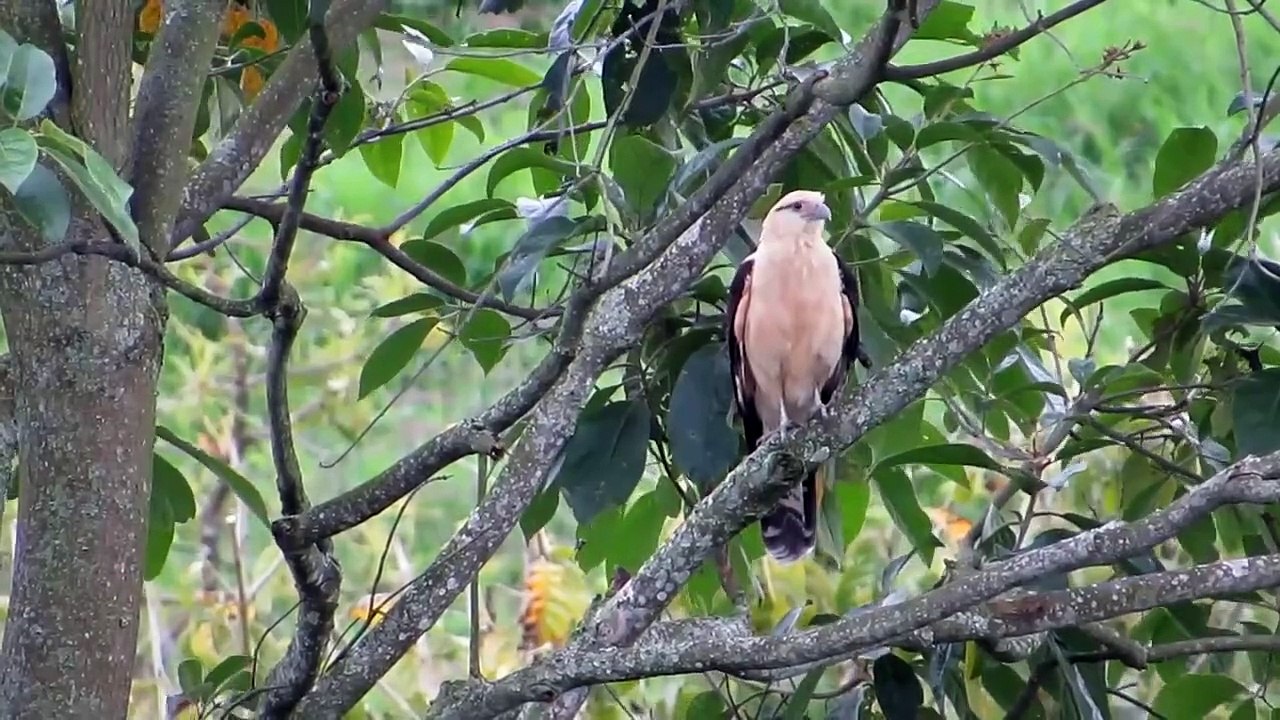 How Eagle Attacks King Cobra In A Big Fights- Sky Animal (2)