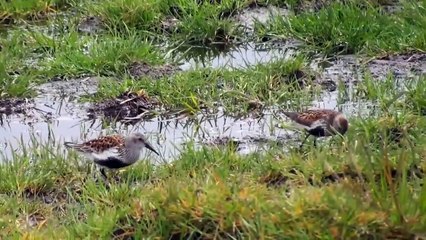 How Eagle Hunting Lapwing Bird- Animal Attacks (2)