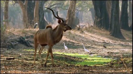 King Lion Vs King Eagle In A Big Fights- Who Is The Best (2)