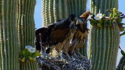 Can A Hawk Attack Big Rabbit  Wild Animal Fight (2)