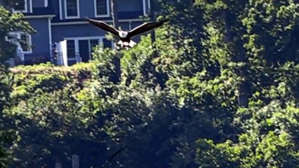 How King Eagle Catching A Giant Fish   Wild Animal Hunting (2)