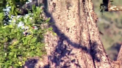 Eagle Vs Monkey- Amazing Eagle Attacks Monkey Above A Tree (2)