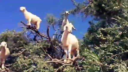 Lion Vs Eagle In A Big Fights - Wild Animal Attacks (2)
