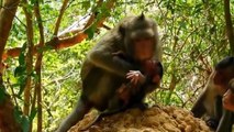 Eagle Vs Five Monkeys In A Big Fights- Can Baby Monkey Escape (2)