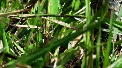 Bird saves Crocodile's EGGs From Lizard Hunting (2)