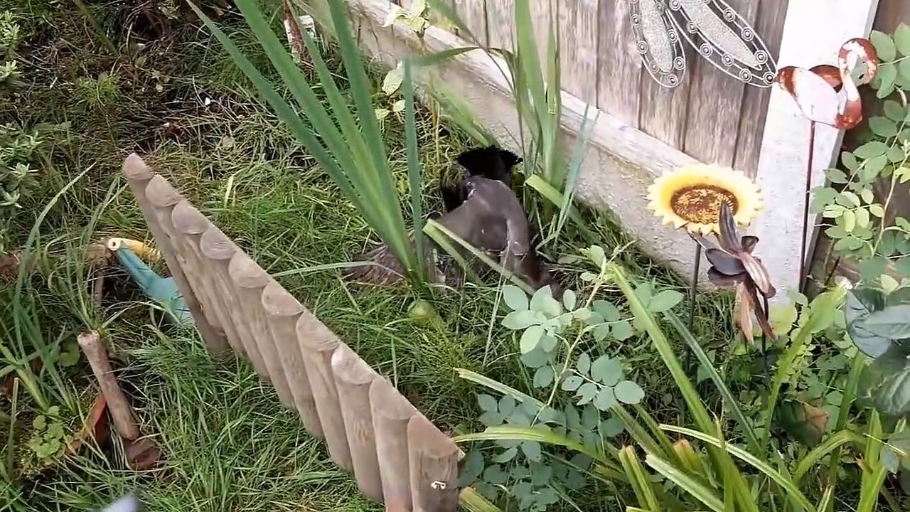 How Do Sparrowhawk Destroy Crow (2)
