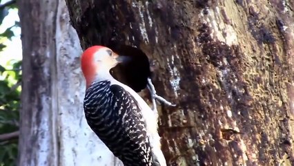 Bird Woodpecker Vs Snake On The Tree (2)