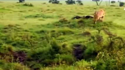 Leopard Stalking And Hunting Eagles (2)