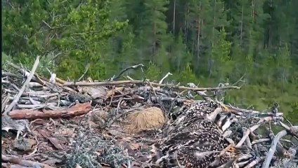 Crow Attacks Eagle Baby When Their Mother Leaves The Nest (2)