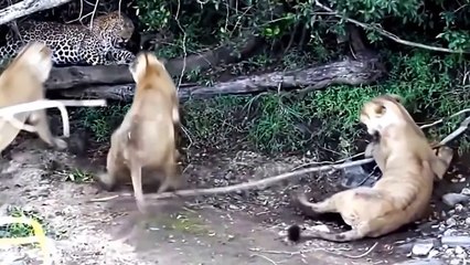 Cheetahs Receive Painful Ending When Tried To Eat The Hedgehog - The Cheetah's Failed Hunts (2)