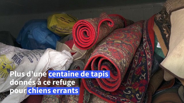Ukraine: un refuge pour chiens isole ses chenils grâce à des dons de tapis