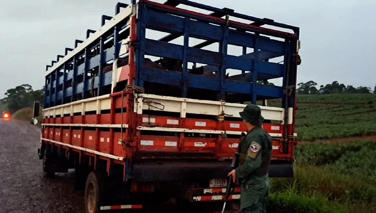DECOMISO CABALLOS