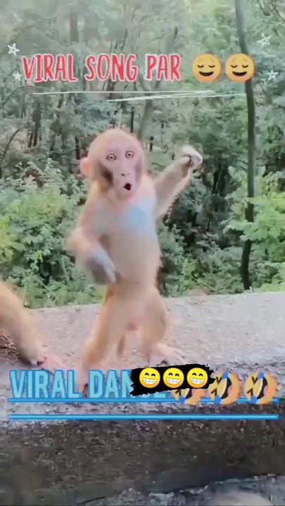 Funny Monkey