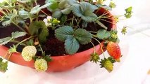 افضل طريقة لزراعة الفراوله وزيادة الثمار Strawberry cultivation(اسرار الزراعة)