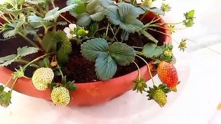 افضل طريقة لزراعة الفراوله وزيادة الثمار Strawberry cultivation(اسرار الزراعة)