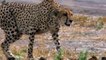 OMG! Warthog Too Strong, Mother Warthog Rescue Her Baby From Cheetah   Leopard, Hyenas, Wild Dogs
