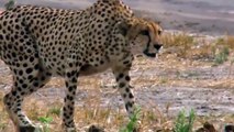 OMG! Warthog Too Strong, Mother Warthog Rescue Her Baby From Cheetah   Leopard, Hyenas, Wild Dogs