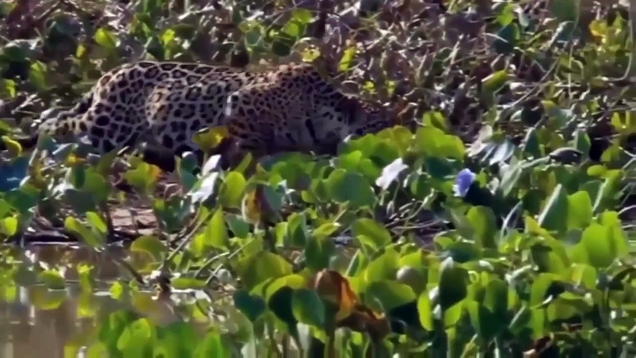 Lion vs giraffe - lion attack giraffe - giraffe kick lion - lion vs giraffe fight - Animal Fight