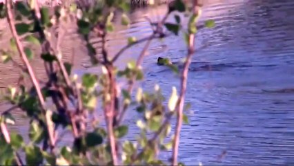 Impala's Underwater Fight with Wild Dogs and Hyenas - Hyenas Vs Wild Dogs Fierce Dispute (2)