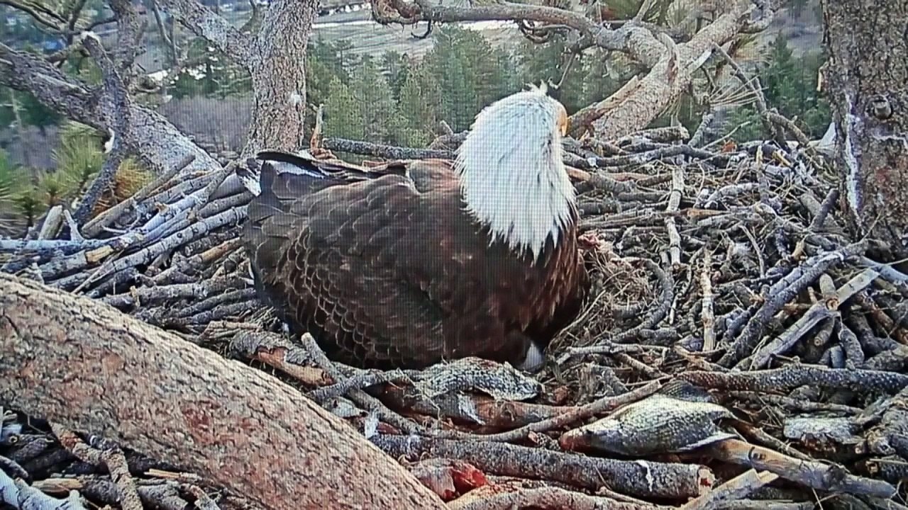 Bald Headed Eagle catches Salmon in Artic sea