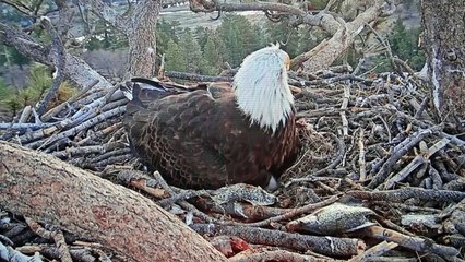 Bald Headed Eagle catches Salmon in Artic sea