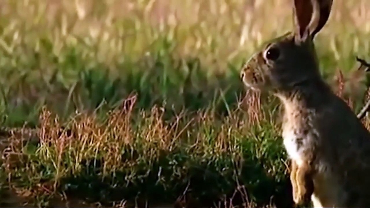 Hunting Hares with Golden Eagles - fantastic flights